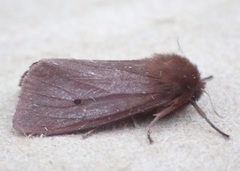 Phragmatobia fuliginosa