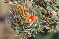Adenanthos