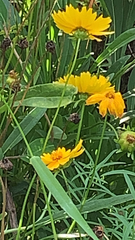 Coreopsis lanceolata