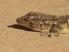 Tarentola mauritanica