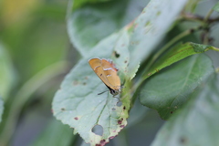 Thecla betulae