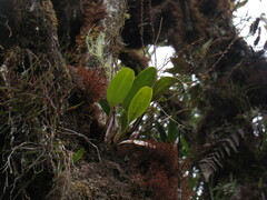 Epidendroideae