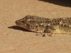 Tarentola mauritanica
