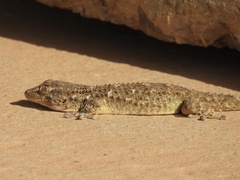 Tarentola mauritanica