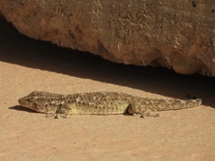 Tarentola mauritanica