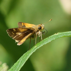 Polites peckius