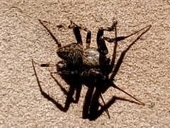 Araneae
