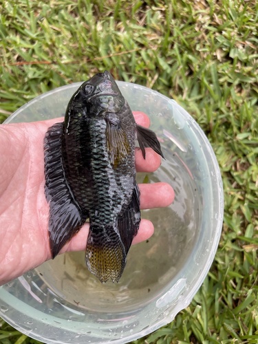 Chanchita (Cichlasoma dimerus) — Cichlidae — 3