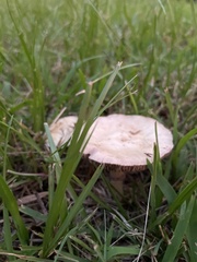 Russula amoenolens