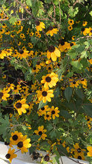 Rudbeckia triloba