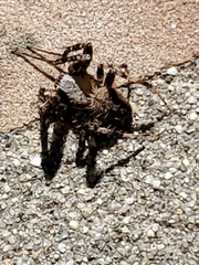 Araneae