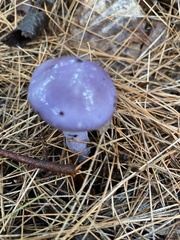 Cortinarius iodes