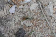 Gomphocerippus rufus