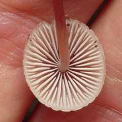 Mycena