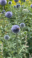 Echinops
