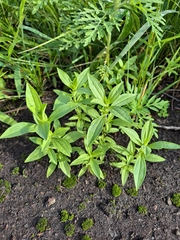 Trichostema brachiatum
