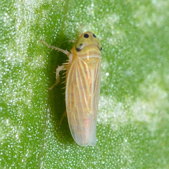 Graminella villica