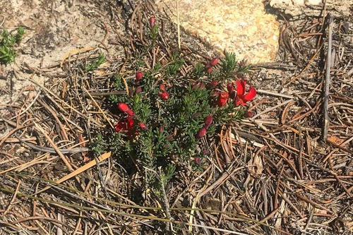 Leschenaultia formosa, photograph 1