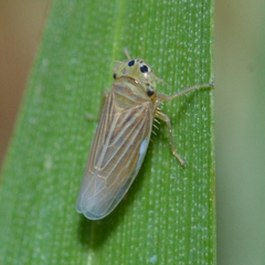 Graminella villica