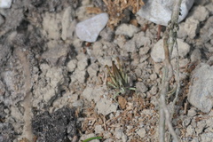 Gomphocerippus rufus