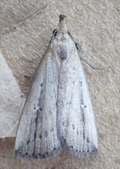 Macrochilo orciferalis