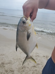 Trachinotus carolinus