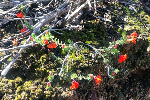 Leschenaultia formosa, photograph 2