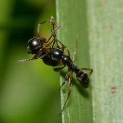 Brachyponera chinensis