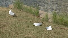 Chroicocephalus novaehollandiae