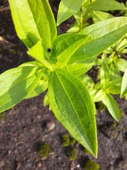 Trichostema brachiatum