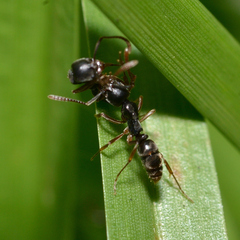 Brachyponera chinensis