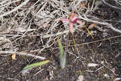 Caladenia decora