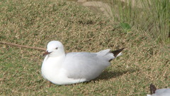 Chroicocephalus novaehollandiae