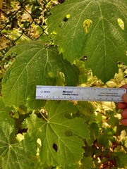 Vitis californica