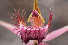 Caladenia decora