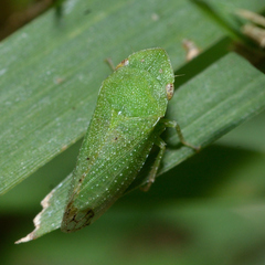 Xerophloea viridis