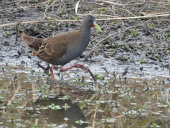 Pardirallus sanguinolentus