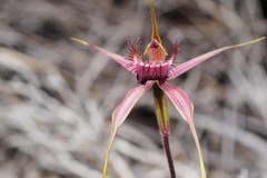 Caladenia decora