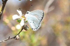 Candalides xanthospilos