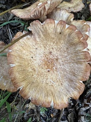 Desarmillaria