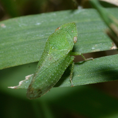 Xerophloea viridis