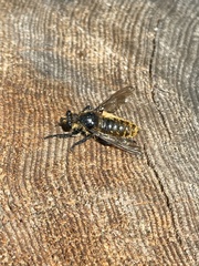 Laphria
