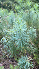 Euphorbia cyparissias