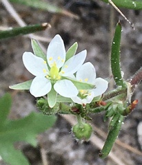 Spergula platensis
