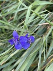 Delphinium ajacis