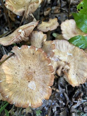 Desarmillaria