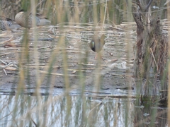 Pardirallus sanguinolentus