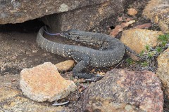 Varanus rosenbergi