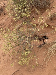 Eriogonum microtheca