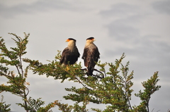 Caracara plancus